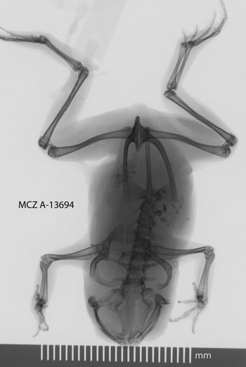 Media type: image;   Herpetology A-13694